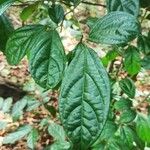 Alangium salviifolium Leaf
