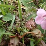 Pedicularis sylvatica Leaf