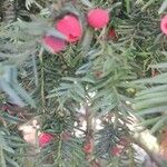 Taxus brevifolia Fruto