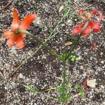 Lilium callosum