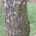 Halesia carolina Bark