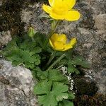 Ranunculus spicatus Celota