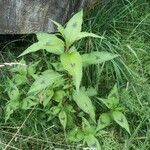 Persicaria lapathifoliaLeaf