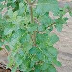 Salvia microphylla Leaf