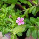 Catharanthus roseusFiore