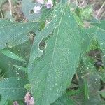 Barleria cristata Leaf