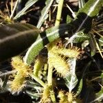 Xanthium spinosum Froito