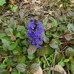 Ajuga reptansFlower