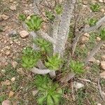 Euphorbia poissonii Листок