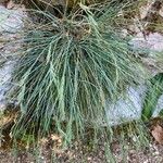 Festuca pallens Hoja