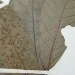 Cremastosperma brevipes Otro