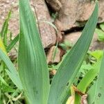 Iris florentina Leaf