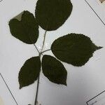 Rubus macrophyllus Blad