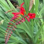 Crocosmia paniculata 花