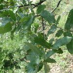 Quercus trojana Liść