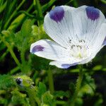 Nemophila maculata Flower