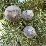 Cupressus arizonica Fruit