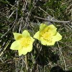 Pulsatilla alpina Flors