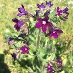 Anchusa officinalisΛουλούδι