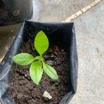 Talinum paniculatumLeaf