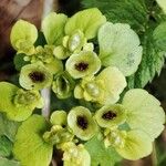 Chrysosplenium alternifolium 花