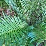 Blechnum gibbum Leaf