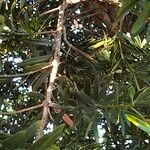 Podocarpus latifolius Συνήθη χαρακτηριστικά