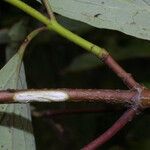 Cornus foemina Kora