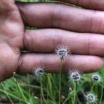 Krigia virginica Flower