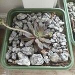 Graptopetalum rusbyi ഇല