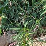 Persicaria senegalensis Hábitos