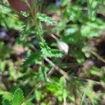 Veronica orsiniana Blatt