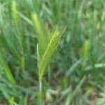 Hordeum murinumList