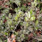 Cistus lasianthus Hoja