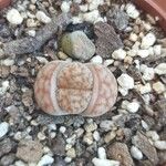 Lithops karasmontana Leaf