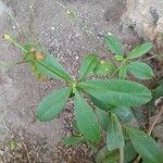 Talinum paniculatum 葉