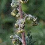 Artemisia atrata Kora