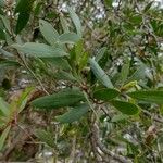 Melaleuca quinquenervia Levél