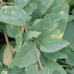 Clematis recta Likasa