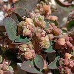 Euphorbia maculata Fruit