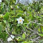 Cordia boissieri Cvet