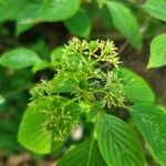 Cornus alternifolia Yaprak