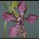 Clarkia rhomboidea Blüte