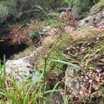 Cyperus distans Цвят