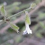 Salvia aegyptiaca Virág