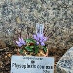 Physoplexis comosa Annet