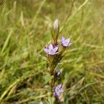 Gentianella amarella Flower