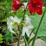 Hippeastrum reginae Floro