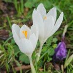 Crocus vernus Flor