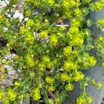 Euphorbia segetalis Cvet